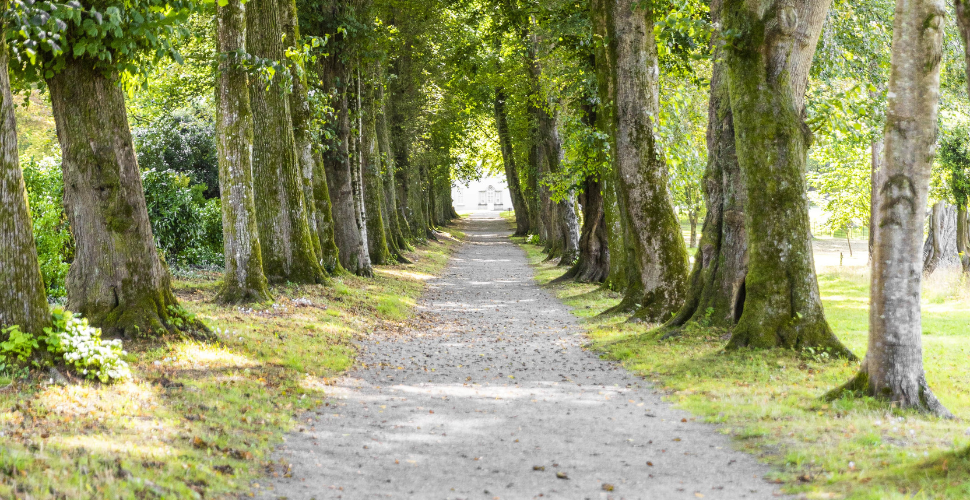 Saltram woodlands